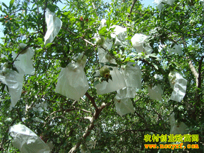 ʯ���״�����