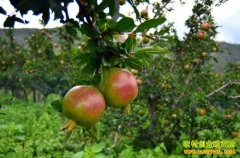 [ũ�����]ʯ���ѹ�ԭ��Ԥ������