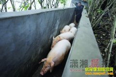 ��ֳ�¸������������·� �������ܵ�