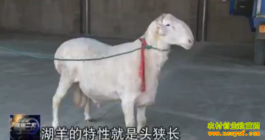 ������ֳ