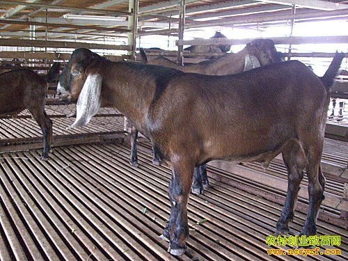 Ŭ��������ֳ