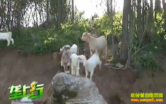 ������Ⱥ����·