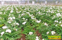 种植项目:油用牡丹种三年收益50年