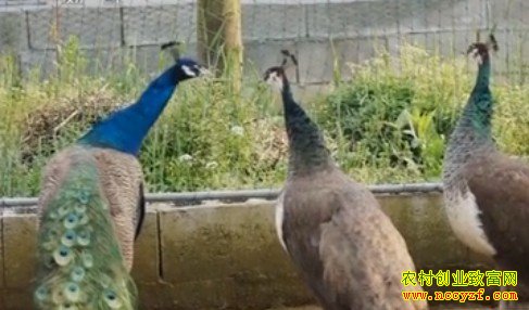 ����ȸ�ɳ������