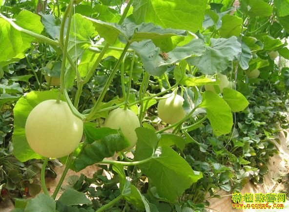 ��Ƥ��ϴ�������