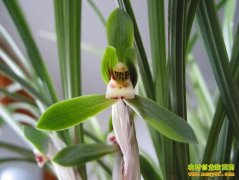 [ũ�����]�����ļ�����������ֳ������Ƶ