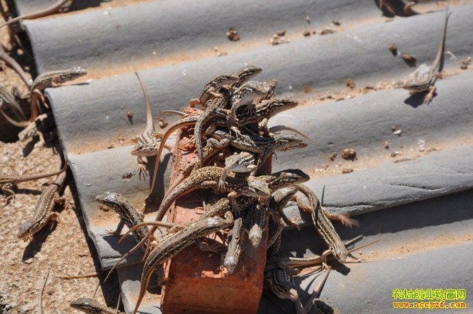 ��������ֳ