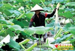 ��ɫ��ֲ��Ŀ��������ź�� ��׬��ʮ��