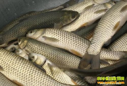 ������ֳ