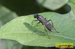 养殖致富项目:养水虻 大有前景