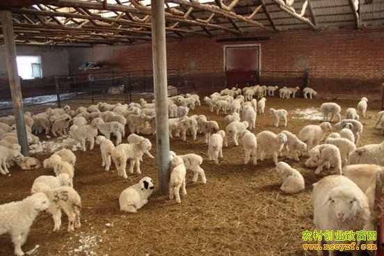 ���ױ�����