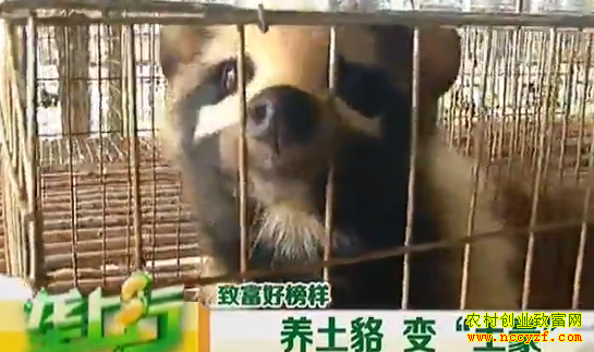 ������ֳ