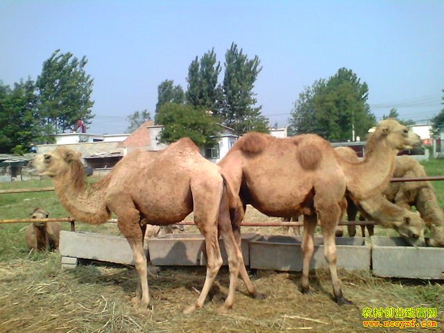 Ȧ������