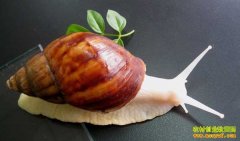 [�Ƽ�Է]�������ţճҺ�Ĺ�Ч������