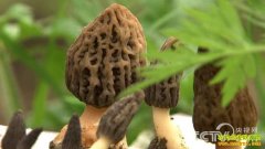 [�¸���]�Ĵ��ന�ػƴ�����ֲ��Ǿ�����ǧ��