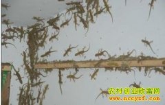 [ÿ��ũ��]�����Ƹ���С�ڻ�