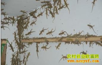 �ڻ���ֳͼƬ