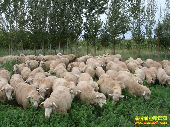 ��������ͼƬ