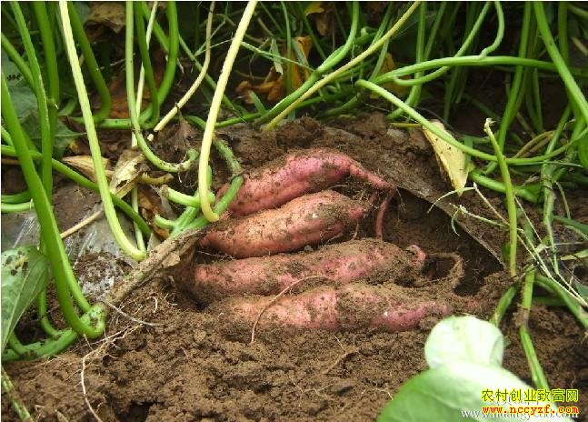 ���ú���ͼƬ