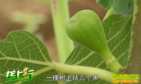 �޻�����ֲ