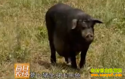 ����ͭ���ܲ���ͼƬ