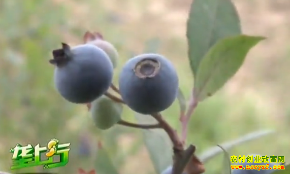 ��������ֲ��ݮͼƬ