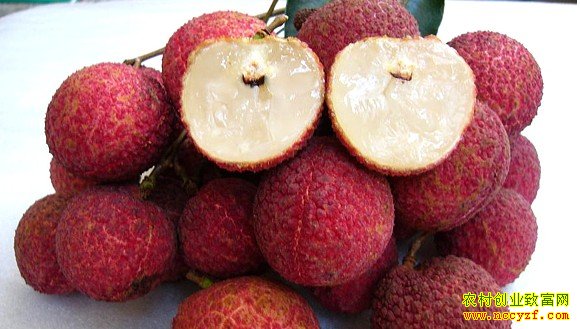 ���ϳ����޺���֦ͼƬ