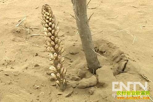 ������ͼƬ