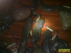 �¸��ð�������ֳ������ С����һ��