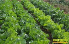 [ũ�����]�����ļ�С�ײ���ֲ������Ƶ