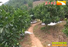 �����ֲ����ӣ��̵�Ĥ����� ʡ��ʡʱЧ���