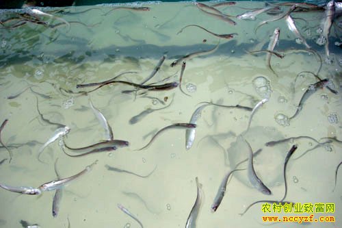 ��������ͼƬ