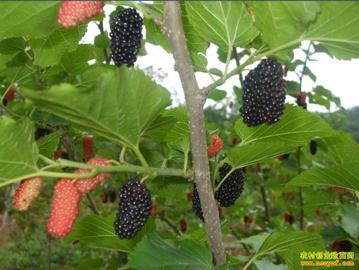 ����ɣ��