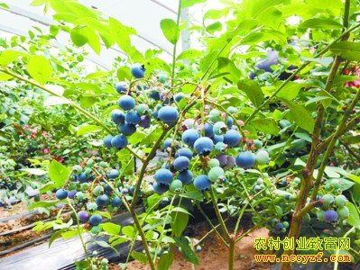 ������ݮ��ֲͼƬ