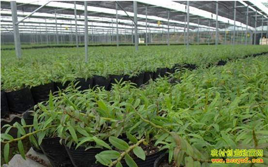 ��Ƥʯ����ֲͼƬ