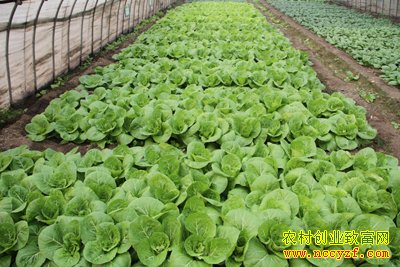 �����ֲͼƬ