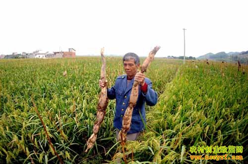 ��ź����ͼƬ