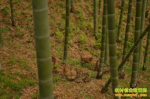 ��������ͼƬ