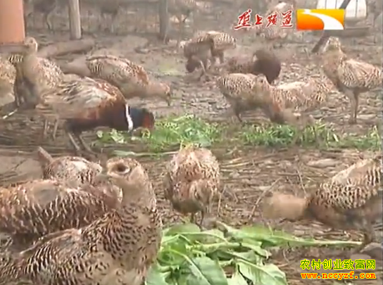 ���˳���ɽ��ͼƬ