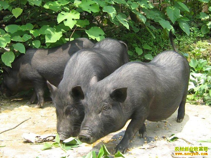 ��˫����С����ͼƬ