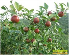 �¸��ð�����С�ﴴҵ��ɽ���Ͳ� �ɲ��ʹ���