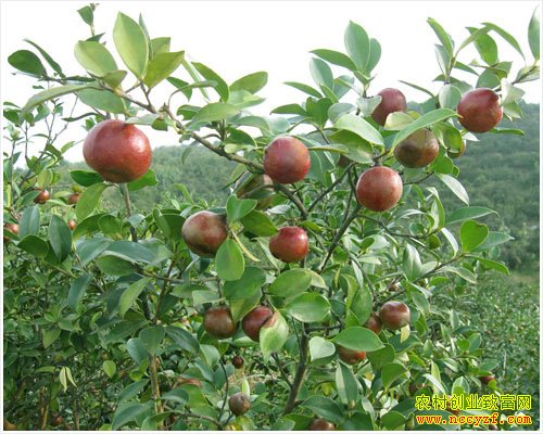 ��ɽ���Ͳ�ͼƬ