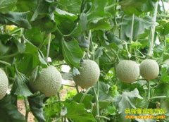 [ũ�����]��ʩ��ϻ��ι��Ĳ�������μ�����Ƶ