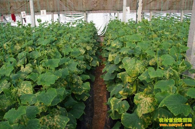 ����ƹ�˪ù��ͼƬ