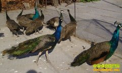 [�����е�]�ϲ�Ӣ����ʦ�˵µĿ�ȸ��ֳ�Ƹ�