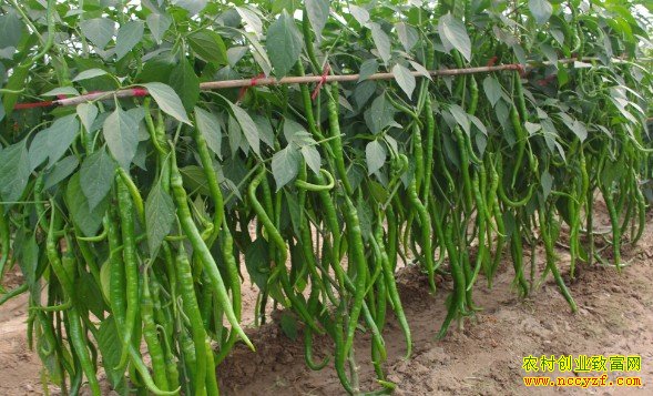 �߽���ֲͼƬ