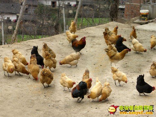 ������ͼƬ