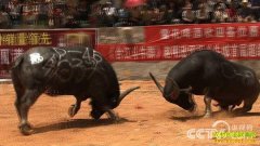 [�¸���]�������ȿ���ţ�ĲƸ����ϣ�