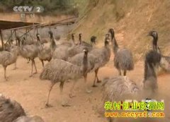 [�����е�]���������Ƶ�����:������������ҵ�¸�