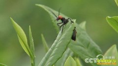 [�¸���]���Ϲ�����ƽ���ֲ�Ƹ�����